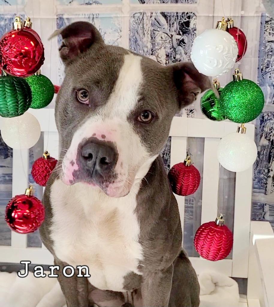 Enlarge Jaron Yrly 384/27, a Adoptable Pit Bull Terrier in Sidney, OH image 6/6