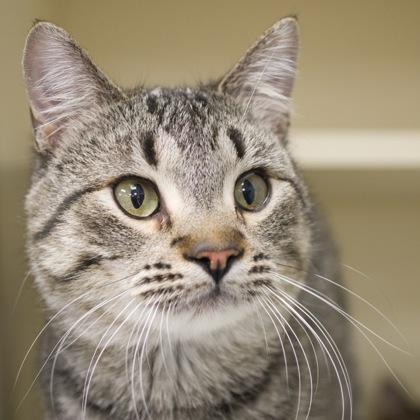 Clever (bonded with Chocolate), Adoptable, Young Male Domestic Short Hair & Domestic Short Hair.