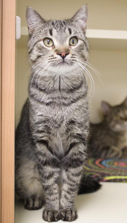 Clever (bonded with Chocolate), Adoptable, Young Male Domestic Short Hair & Domestic Short Hair.