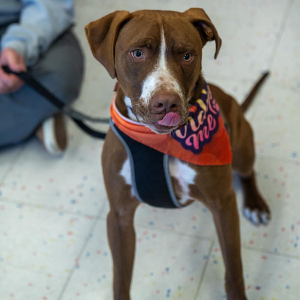 Enlarge Pickle, a Adoptable mixed breed in Colorado Springs, CO image 1/6