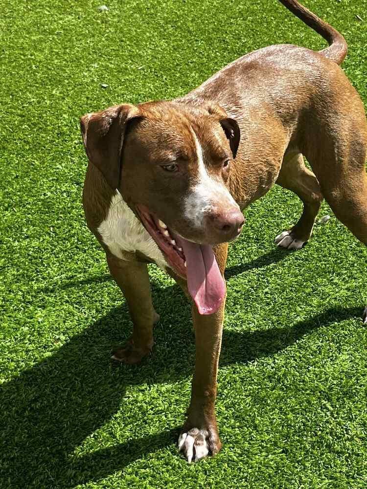 Pickle, Adoptable, Adult Male Pit Bull Terrier & Great Dane.