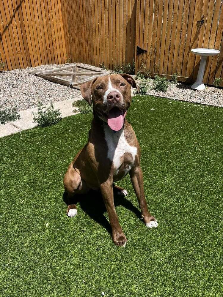 Enlarge Pickle, a Adoptable mixed breed in Colorado Springs, CO image 3/6