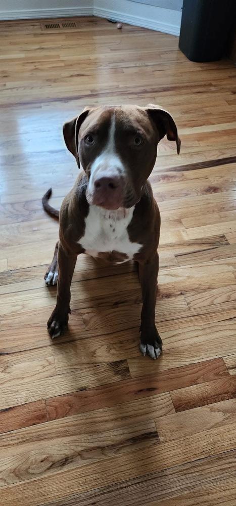 Enlarge Pickle, a Adoptable mixed breed in Colorado Springs, CO image 4/6