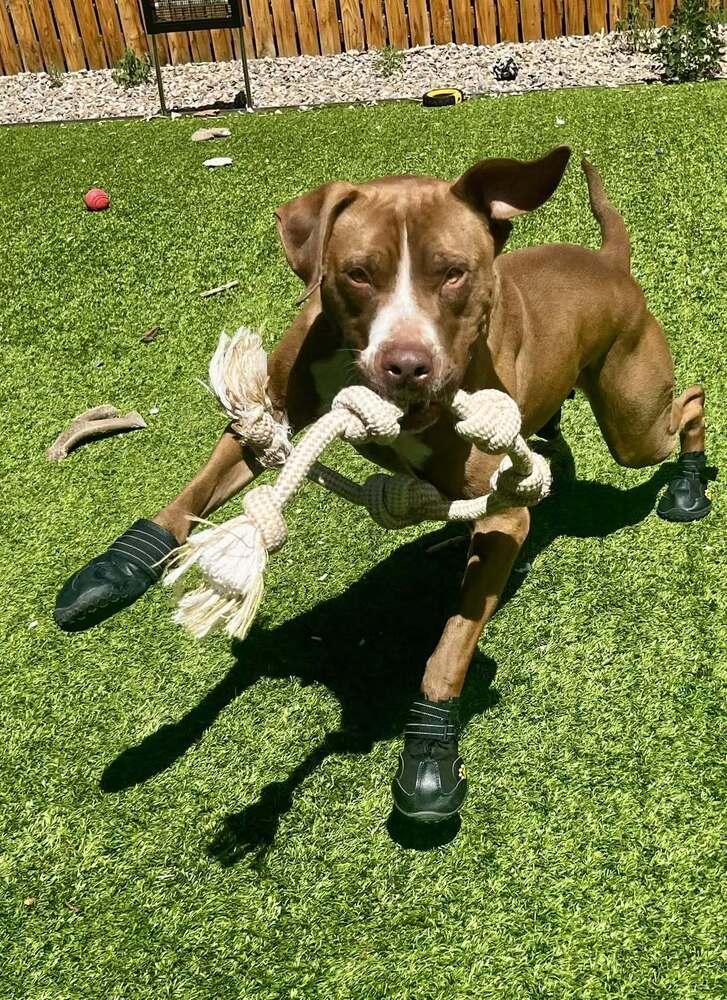 Enlarge Pickle, a Adoptable mixed breed in Colorado Springs, CO image 4/6