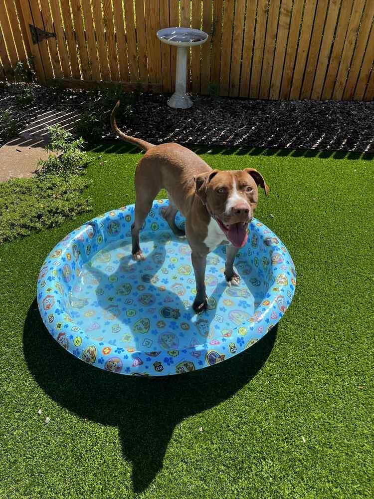 Enlarge Pickle, a Adoptable mixed breed in Colorado Springs, CO image 5/6