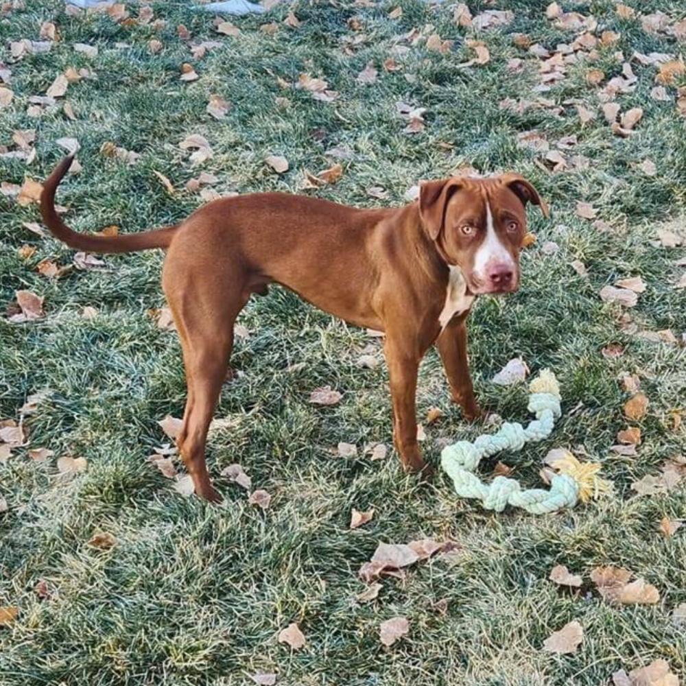 Enlarge Pickle, a Adoptable mixed breed in Colorado Springs, CO image 6/6