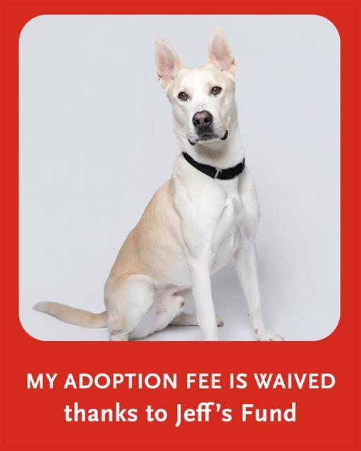 Enlarge ARLO, a Adoptable mixed breed in Dedham, MA image 1/1