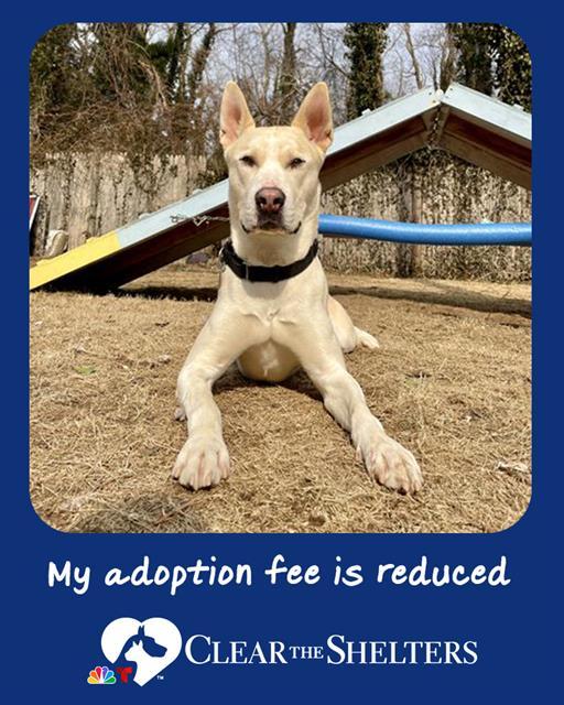Enlarge ARLO, a Adoptable mixed breed in Dedham, MA image 1/1