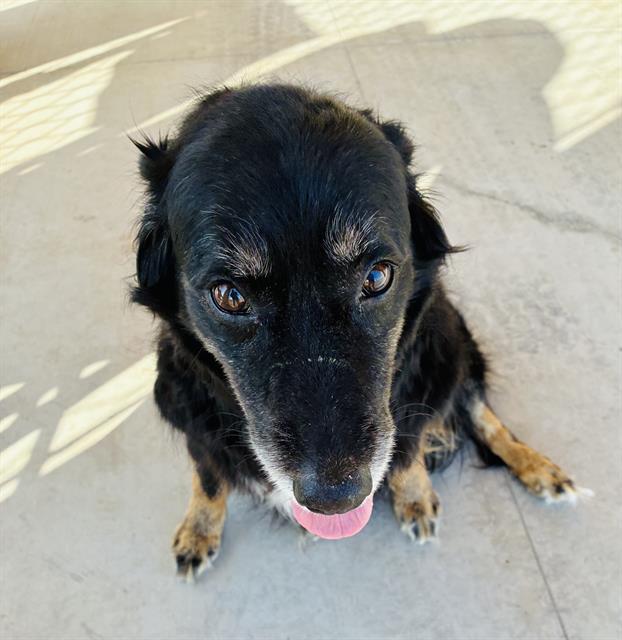 SUGAR, Adoptable, Adult Female Border Collie & Mixed Breed.