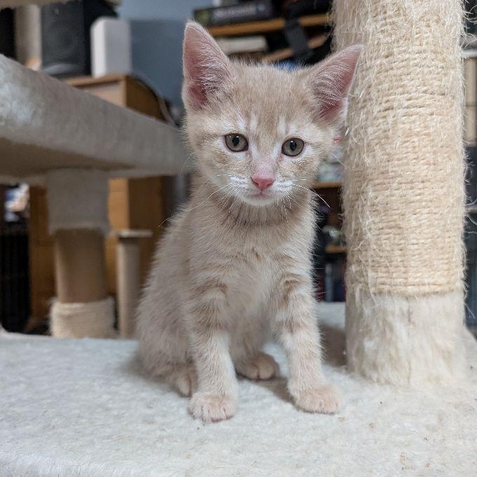 Krona, adopted, Kitten Female Domestic Short Hair.