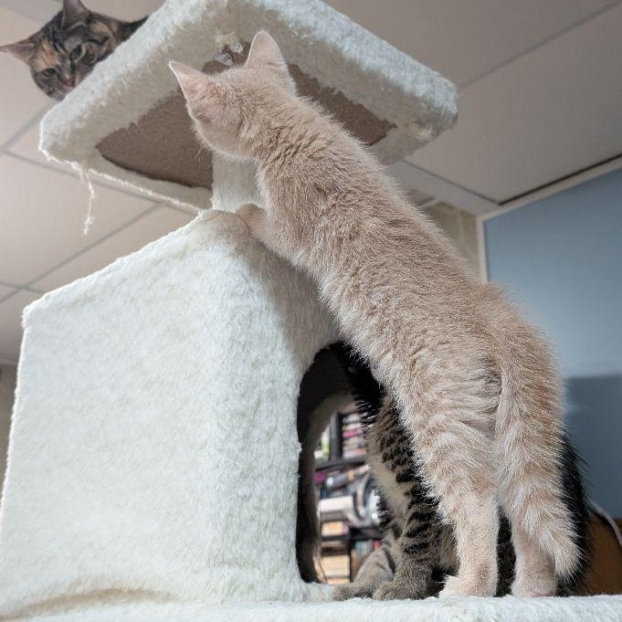Enlarge Krona, an adopted Domestic Short Hair in Lake Orion, MI image 4/5