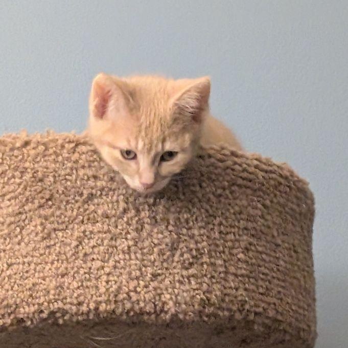 Enlarge Krona, an adopted Domestic Short Hair in Lake Orion, MI image 3/5