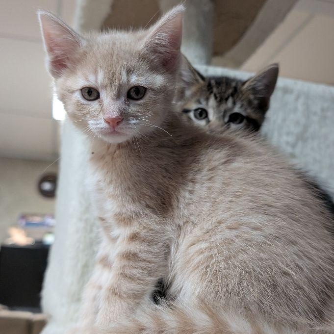 Enlarge Krona, an adopted Domestic Short Hair in Lake Orion, MI image 2/5