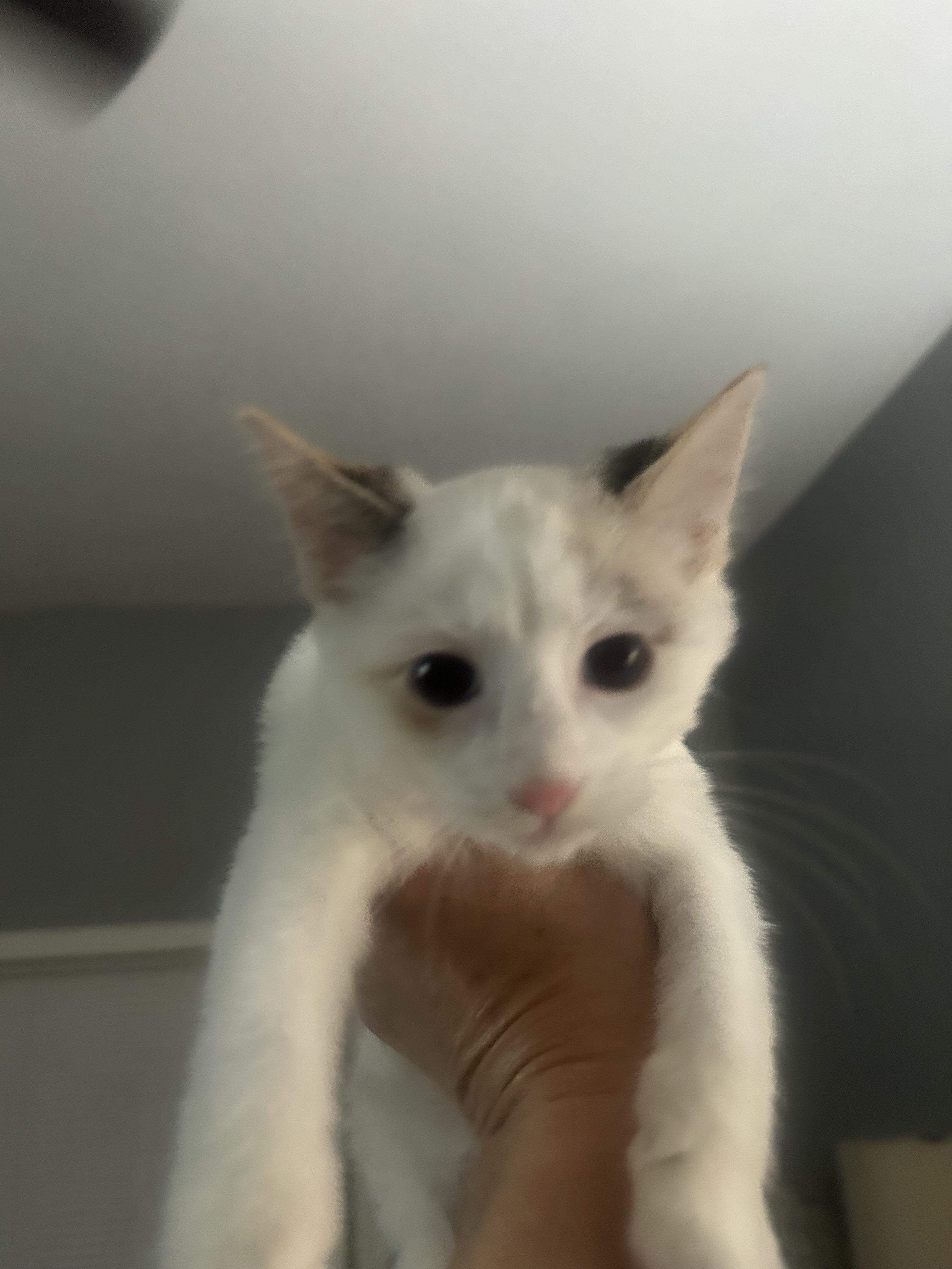 Enlarge Nina, a Adoptable Domestic Short Hair in Heyburn, ID image 1/5