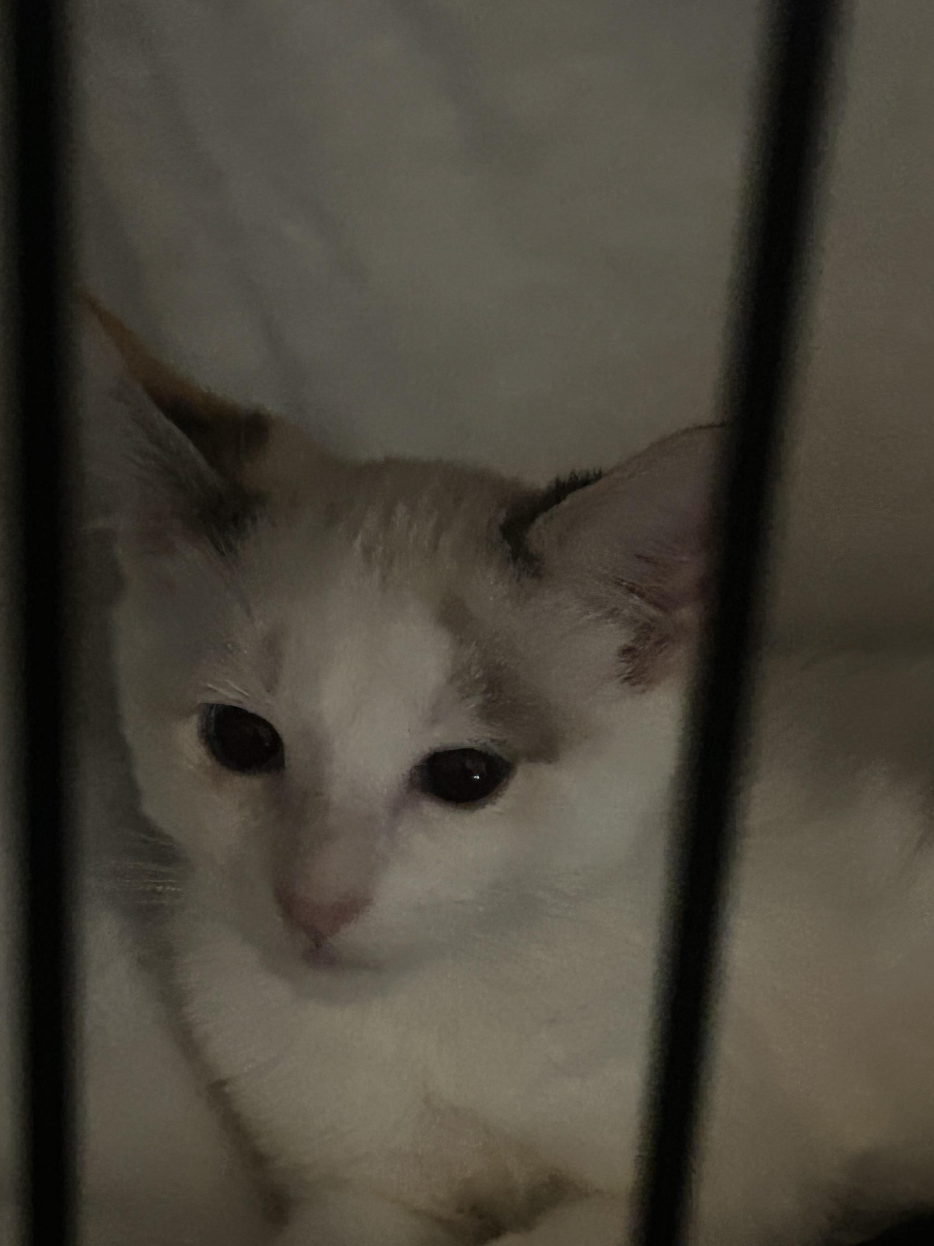 Enlarge Nina, a Adoptable Domestic Short Hair in Heyburn, ID image 2/5