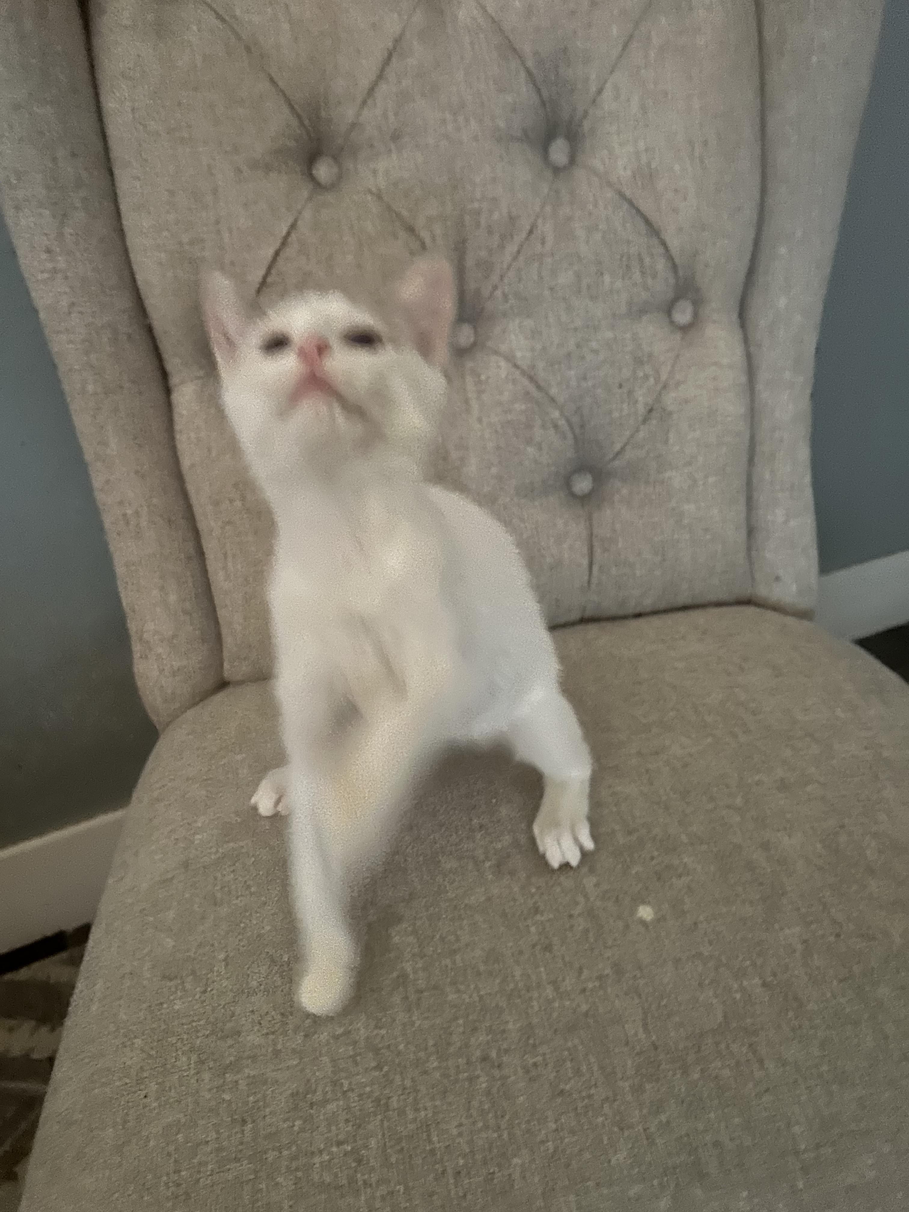 Enlarge Nina, a Adoptable Domestic Short Hair in Heyburn, ID image 3/5