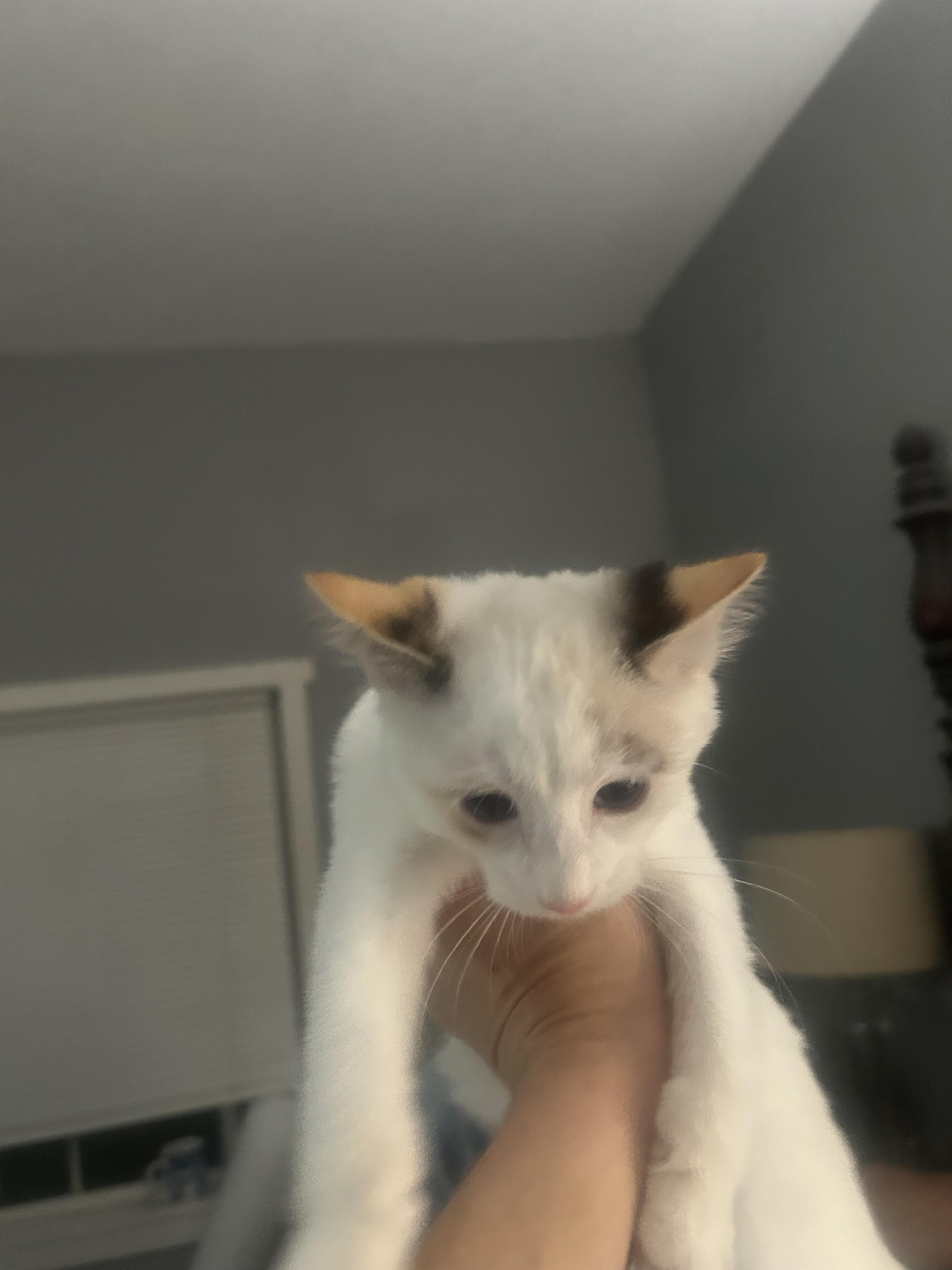 Enlarge Nina, a Adoptable Domestic Short Hair in Heyburn, ID image 5/5
