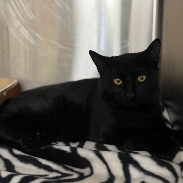 Jiji, Adoptable, Young Male Domestic Short Hair.