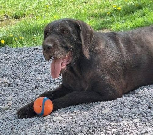 Magnolia- Foster Home Needed, a ADOPTABLE German Wirehaired Pointer in Wood Dale, IL image 1/6