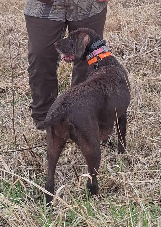 Magnolia- Foster Home Needed, a ADOPTABLE German Wirehaired Pointer in Wood Dale, IL image 4/6