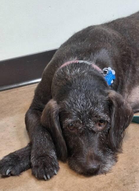 Magnolia- Foster Home Needed, a ADOPTABLE German Wirehaired Pointer in Wood Dale, IL image 3/6