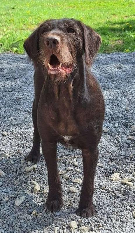 Magnolia- Foster Home Needed, a ADOPTABLE German Wirehaired Pointer in Wood Dale, IL image 2/6