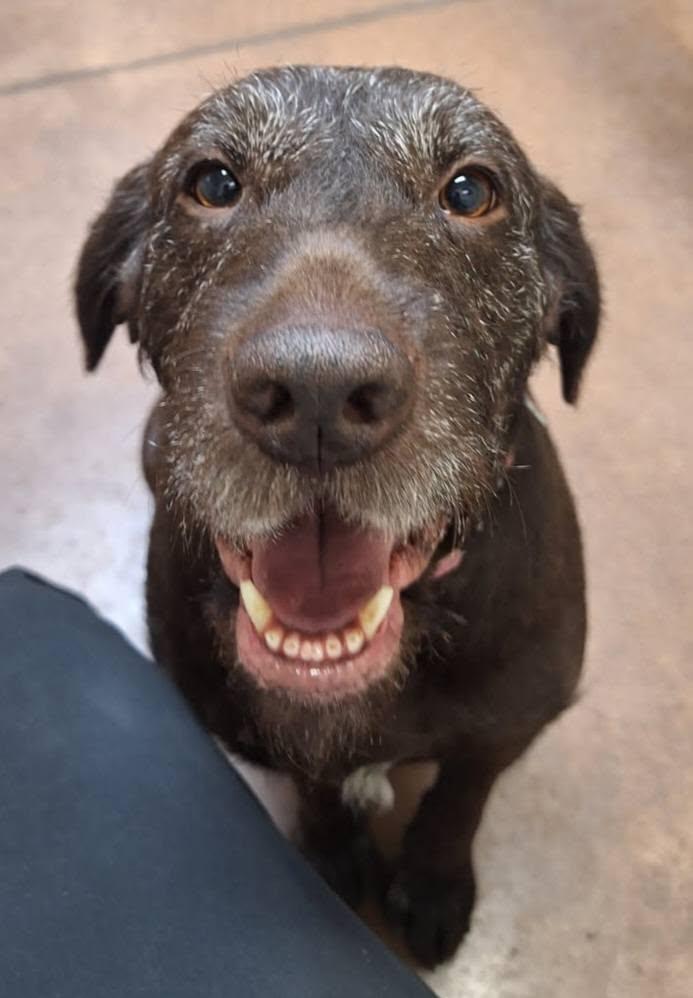 Magnolia- Foster Home Needed, a ADOPTABLE German Wirehaired Pointer in Wood Dale, IL image 5/6