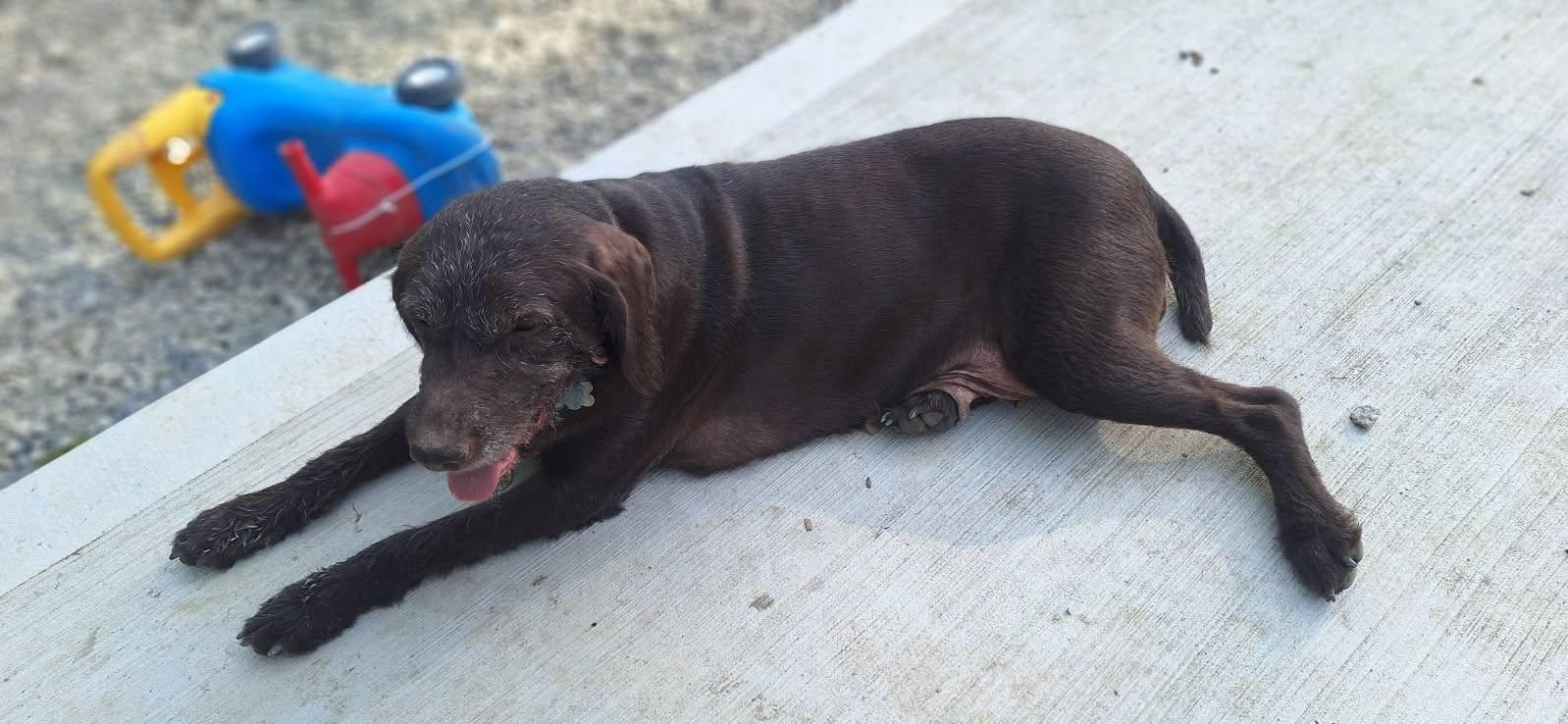 Magnolia- Foster Home Needed, a ADOPTABLE German Wirehaired Pointer in Wood Dale, IL image 6/6