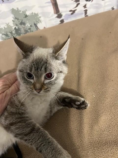 Enlarge Cottoney, an adoptable mixed breed in Rocky Hill, CT image 2/4