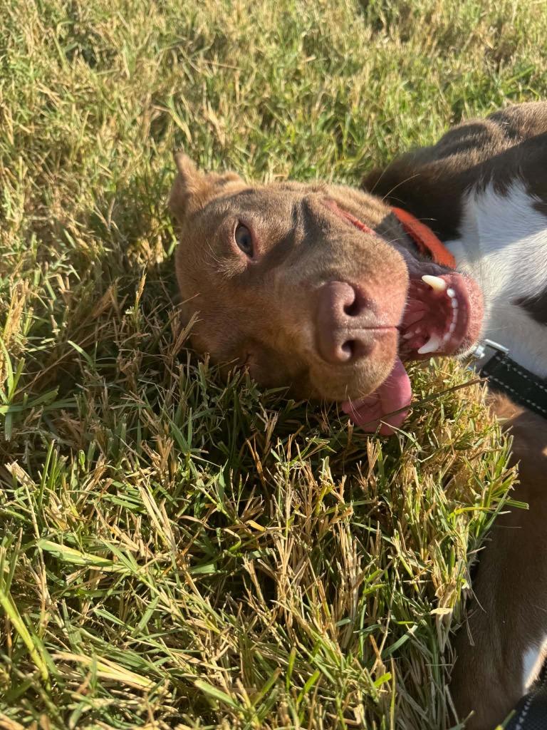 Mocha, Adoptable, Young Female Cattle Dog & Pit Bull Terrier.