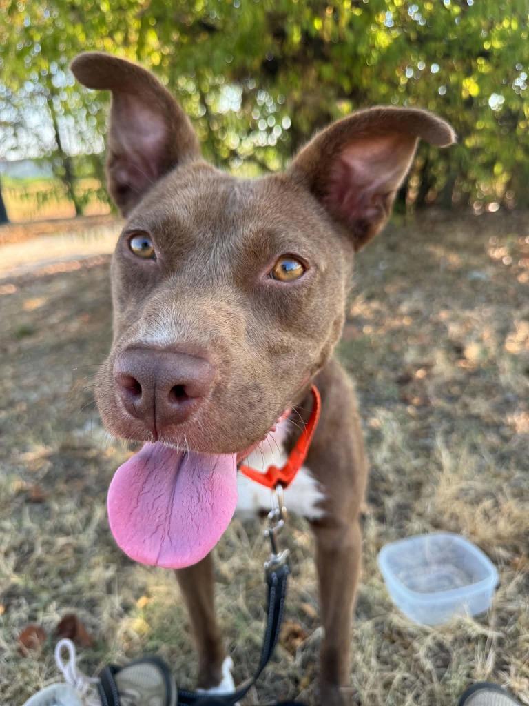 Enlarge Mocha, a Adoptable mixed breed in East Ridge, TN image 3/6
