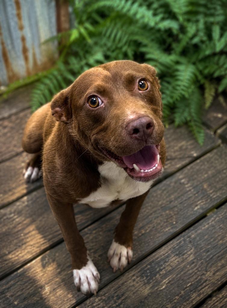Enlarge Mocha, a Adoptable mixed breed in East Ridge, TN image 5/6