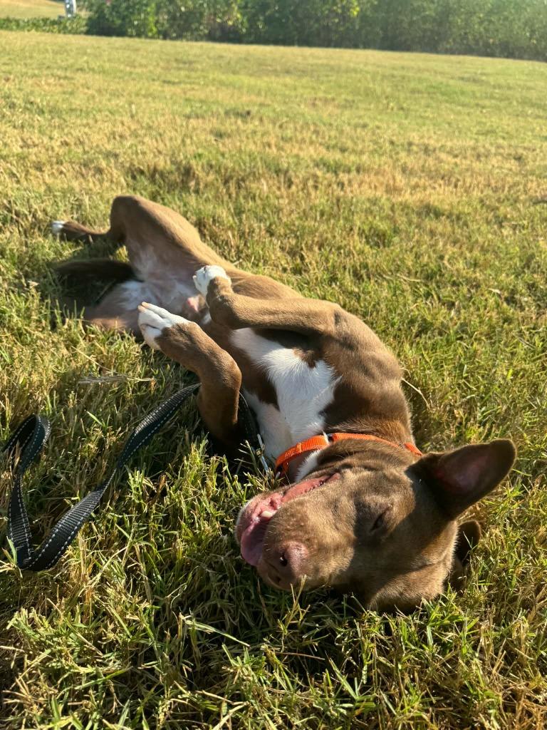 Enlarge Mocha, a Adoptable mixed breed in East Ridge, TN image 6/6