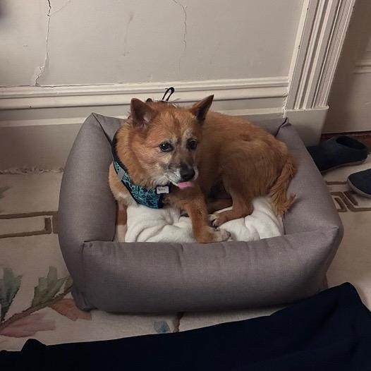 Rollo 14276, Adoptable, Senior Male Jindo.