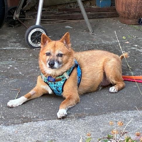 Rollo 14276, a Adoptable Jindo in San Francisco, CA image 2/6