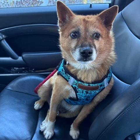Rollo 14276, a Adoptable Jindo in San Francisco, CA image 3/6