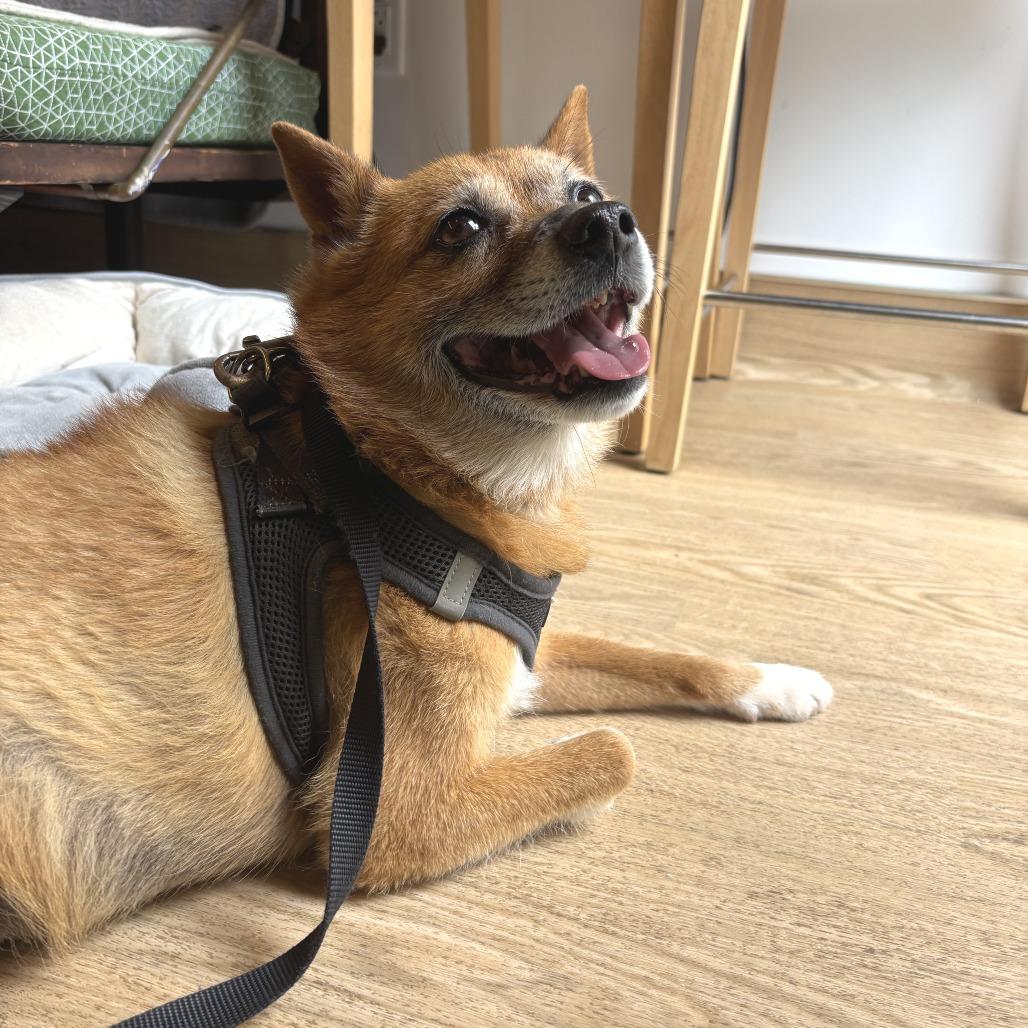 Rollo 14276, a Adoptable Jindo in San Francisco, CA image 4/6