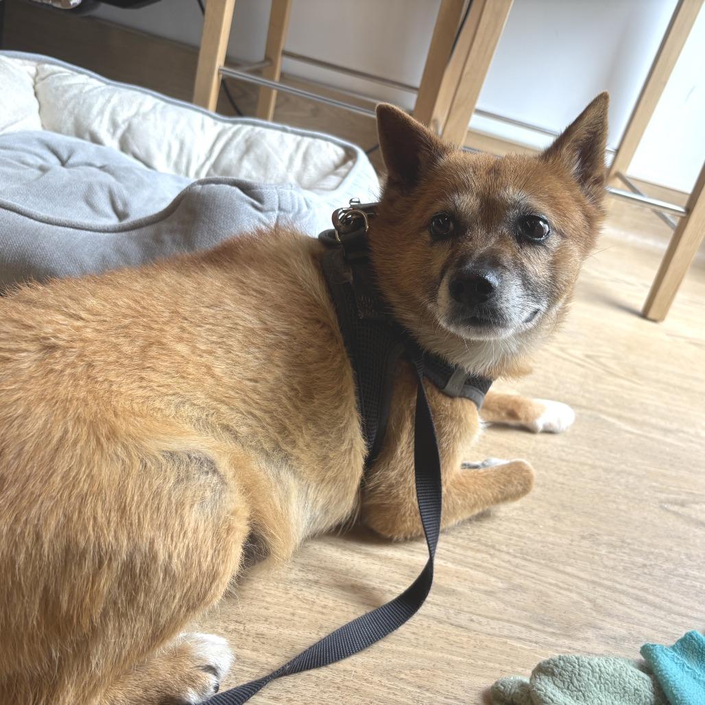 Rollo 14276, a Adoptable Jindo in San Francisco, CA image 5/6