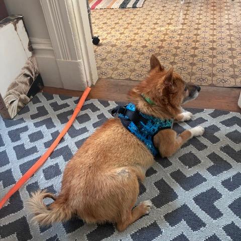 Rollo 14276, a Adoptable Jindo in San Francisco, CA image 6/6