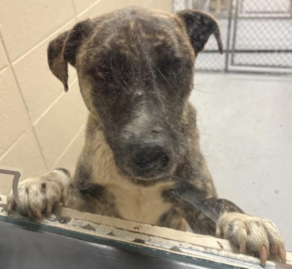 Pen 117 Bonita, a Adoptable mixed breed in Lawrenceville, GA image 1/3