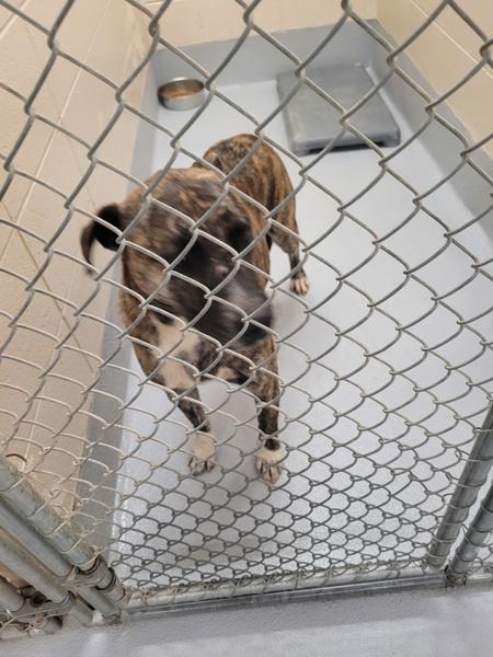 Pen 117 Bonita, a Adoptable mixed breed in Lawrenceville, GA image 2/3