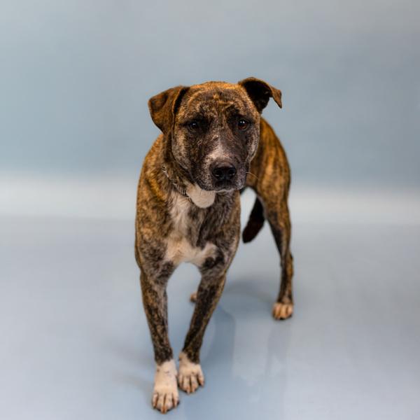 Pen 117 Bonita, a Adoptable mixed breed in Lawrenceville, GA image 3/3