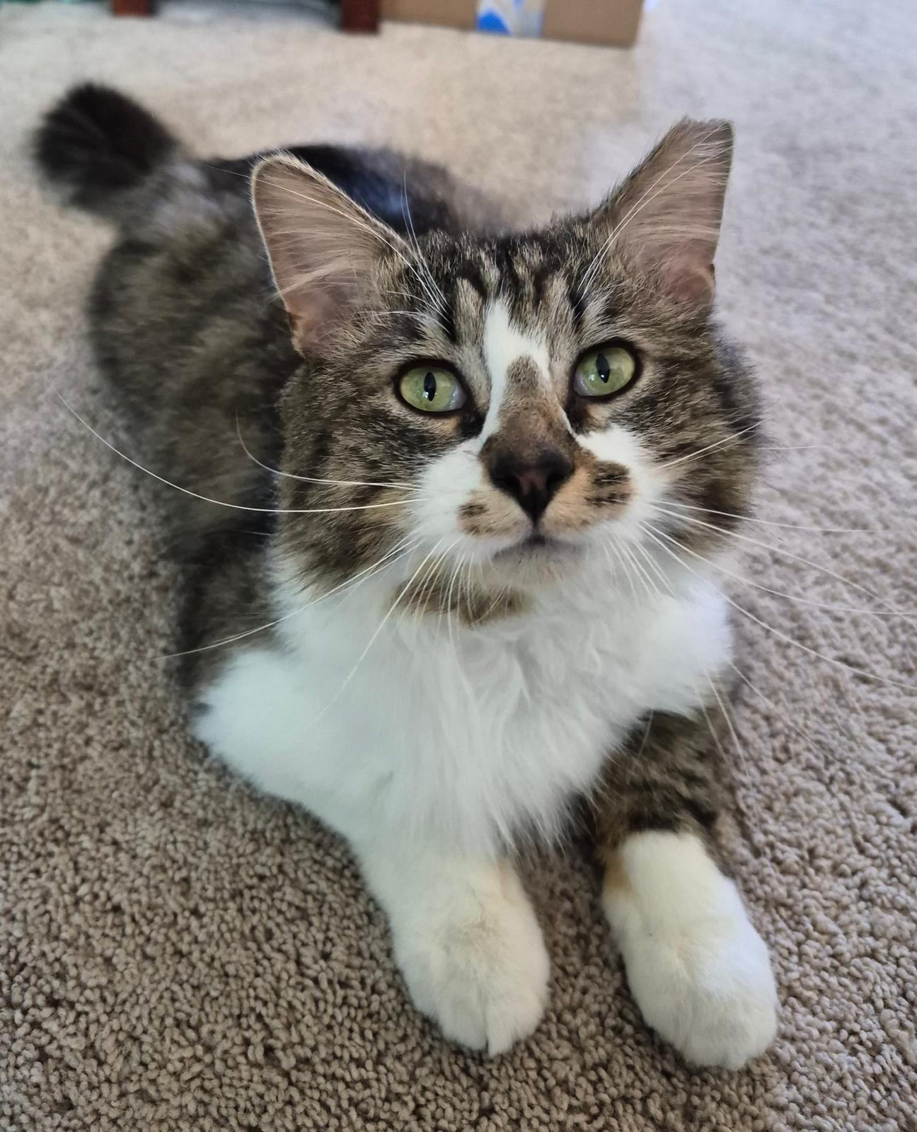 Chester, ADOPTABLE, Young Male Domestic Long Hair.