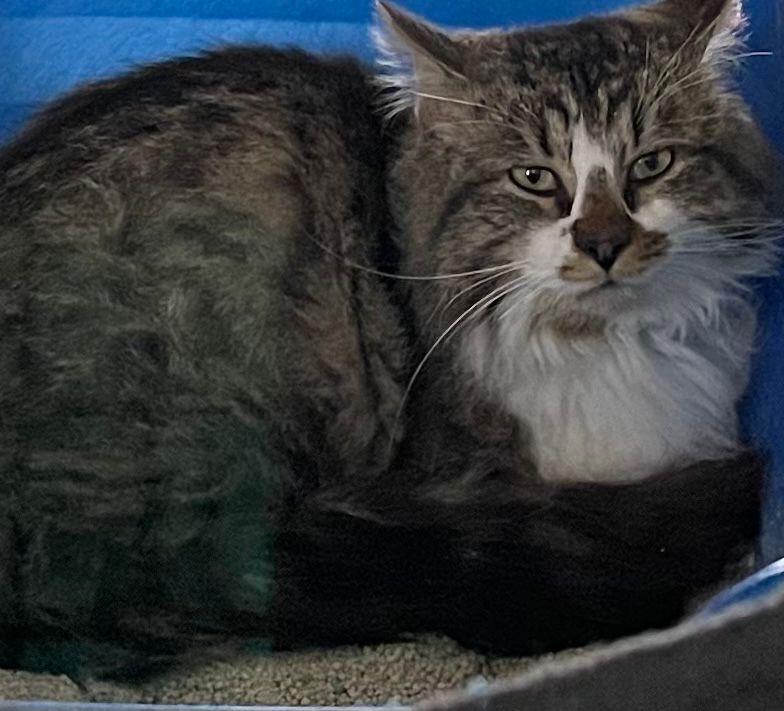 Enlarge Chester, a ADOPTABLE Domestic Long Hair in Leesburg, VA image 3/3