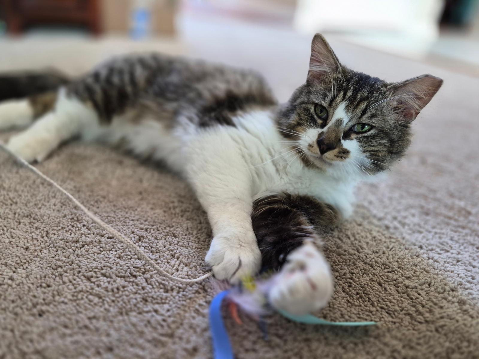 Chester, a ADOPTABLE Domestic Long Hair in Leesburg, VA image 5/6