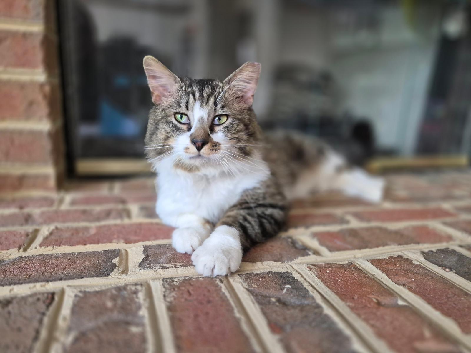 Chester, a ADOPTABLE Domestic Long Hair in Leesburg, VA image 4/6