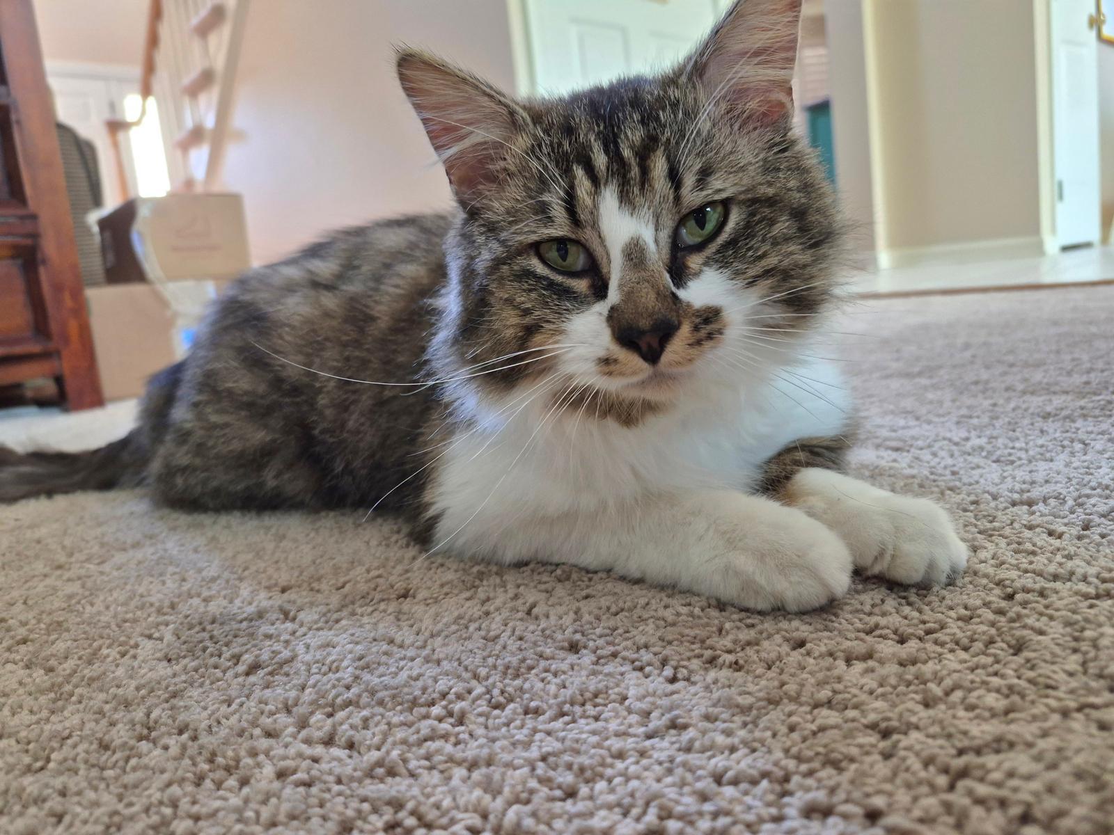 Chester, a ADOPTABLE Domestic Long Hair in Leesburg, VA image 3/6