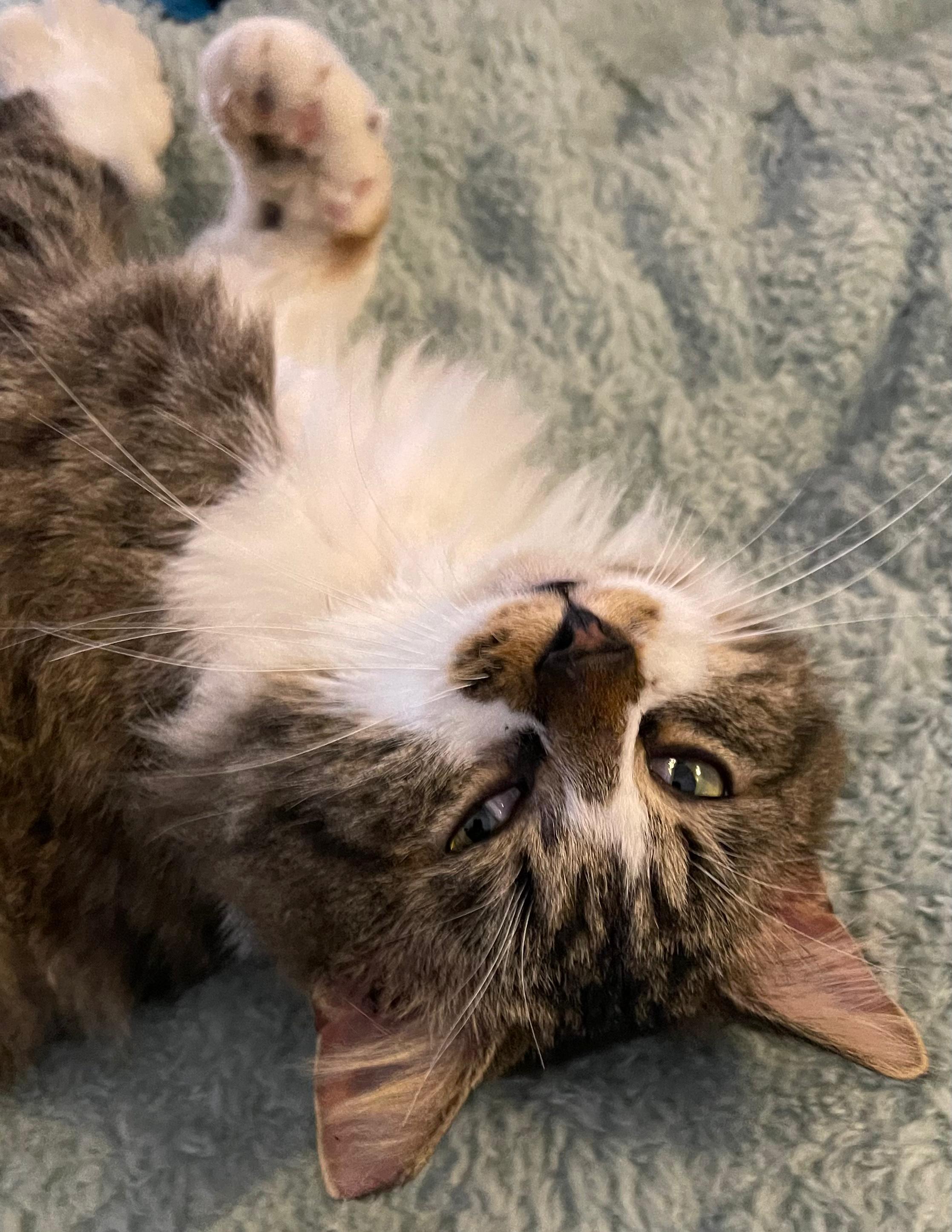 Enlarge Chester, a ADOPTABLE Domestic Long Hair in Leesburg, VA image 2/3