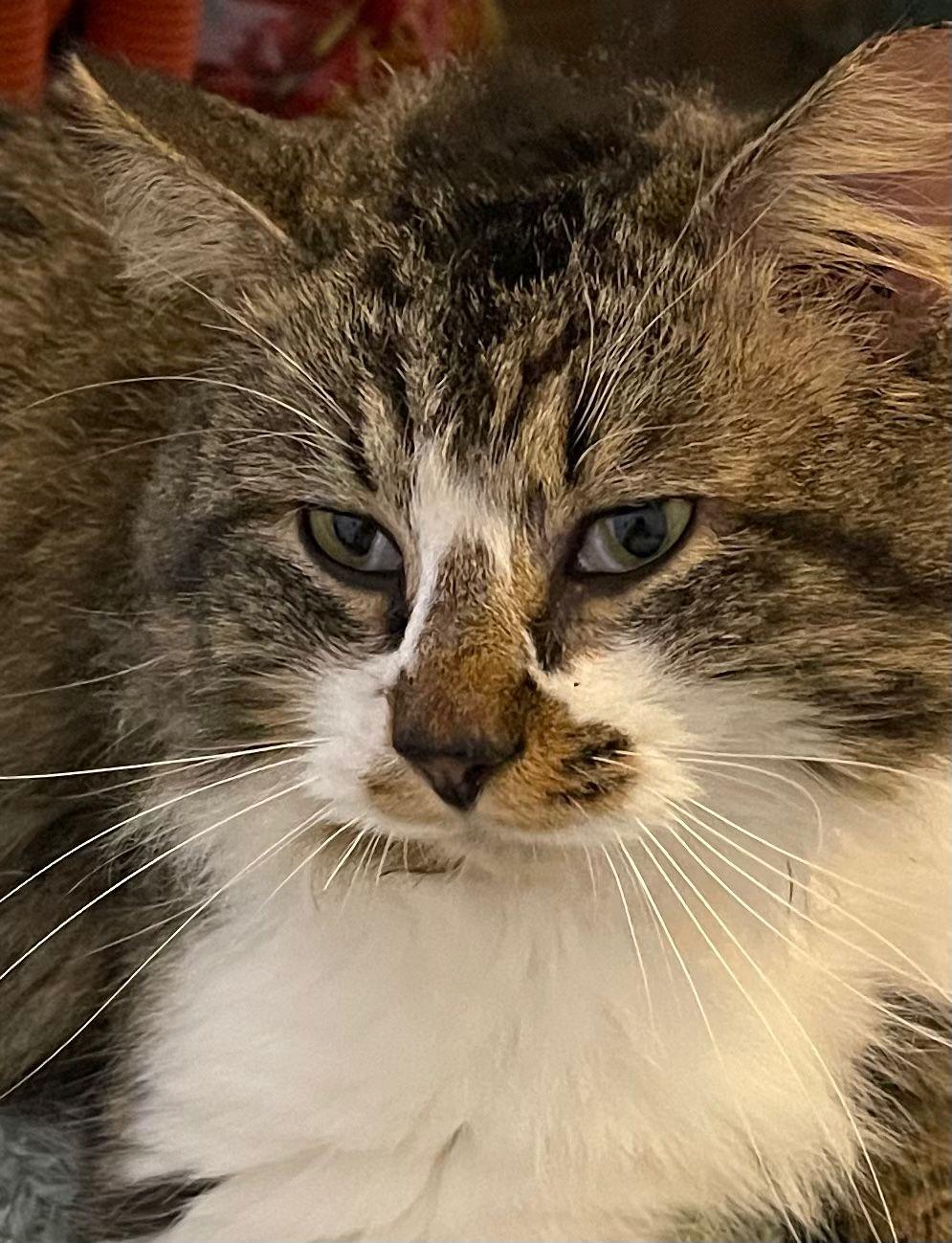 Chester, ADOPTABLE, Young Male Domestic Long Hair.