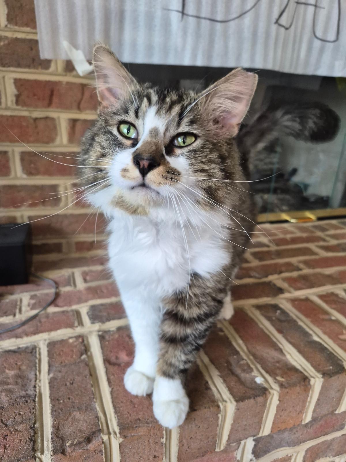 Chester, a ADOPTABLE Domestic Long Hair in Leesburg, VA image 6/6